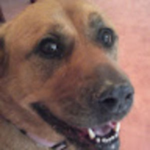 Meet your Posher, Pui